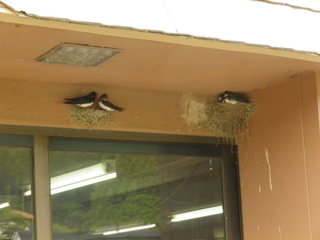 ６月６日現在、１番目の巣 午前２羽が巣を出夕方までに５羽巣立ち。